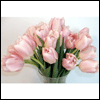 20 Premium Pink Cut Tulips Fresh Flowers