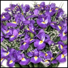 20 Fresh Iris Fresh Flower Bouquet