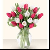 20 "I Love You Mom" Fresh Tulips
