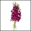 Fresh Cut Orchid Flowers Purple Dendrobium 10 Stems