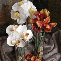 4 Phalenopsis Orchid Penfleurs and Vase